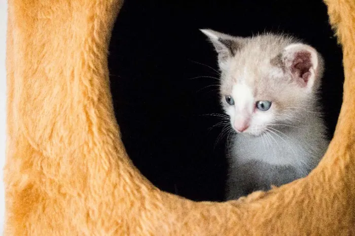 Gato ra a SRD idade Abaixo de 2 meses nome Jo