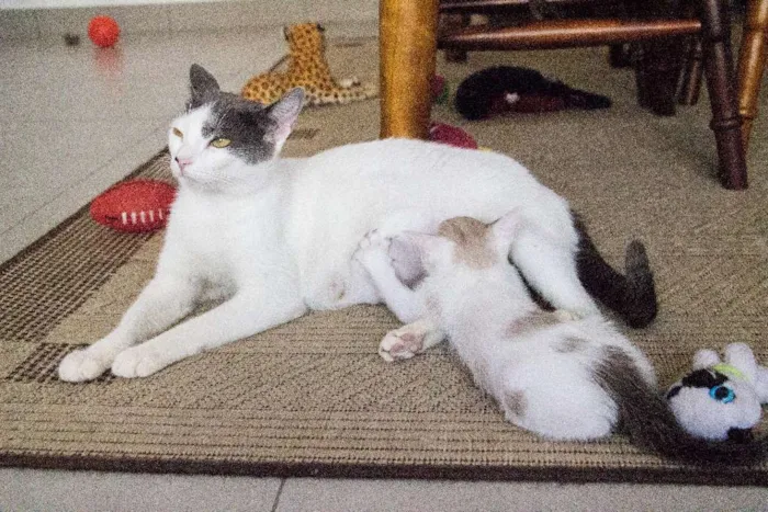 Gato ra a SRD idade Abaixo de 2 meses nome Jo