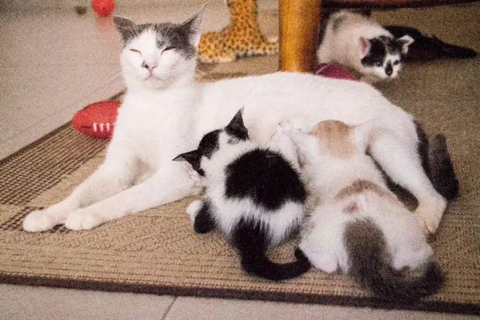 Gato ra a SRD idade Abaixo de 2 meses nome Jo