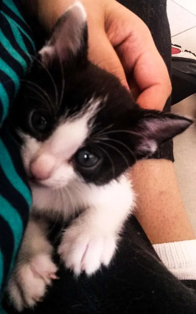 Gato ra a SRD idade Abaixo de 2 meses nome Beth
