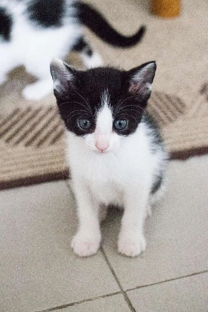 Gato ra a SRD idade Abaixo de 2 meses nome Beth