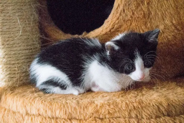 Gato ra a SRD idade Abaixo de 2 meses nome Beth