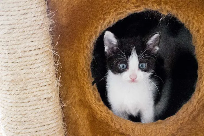 Gato ra a SRD idade Abaixo de 2 meses nome Beth