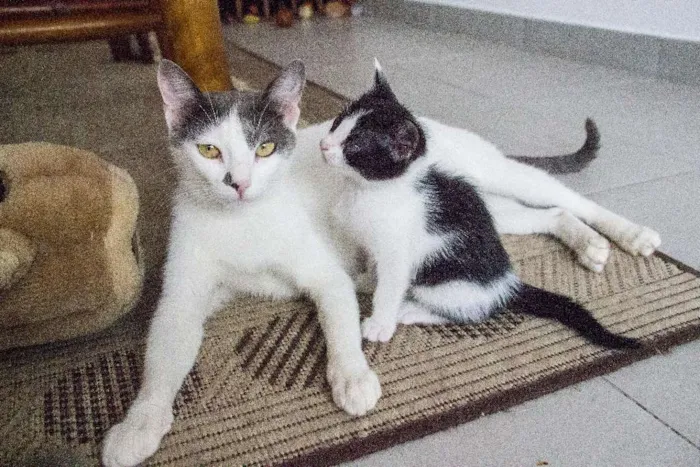 Gato ra a SRD idade Abaixo de 2 meses nome Beth