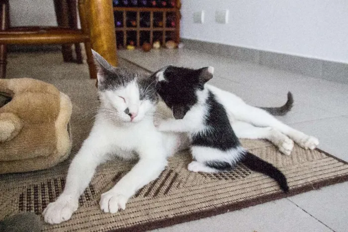 Gato ra a SRD idade Abaixo de 2 meses nome Beth