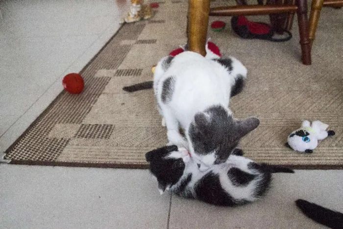 Gato ra a SRD idade Abaixo de 2 meses nome Beth