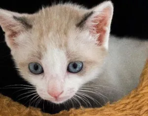 Gato raça SRD idade Abaixo de 2 meses nome Jo