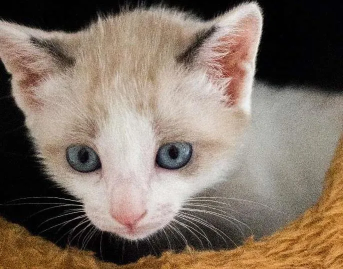 Gato ra a SRD idade Abaixo de 2 meses nome Jo