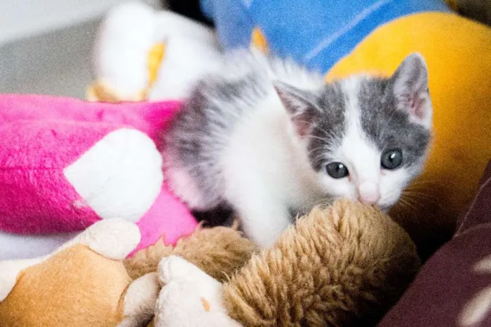 Gato ra a SRD idade Abaixo de 2 meses nome Meg