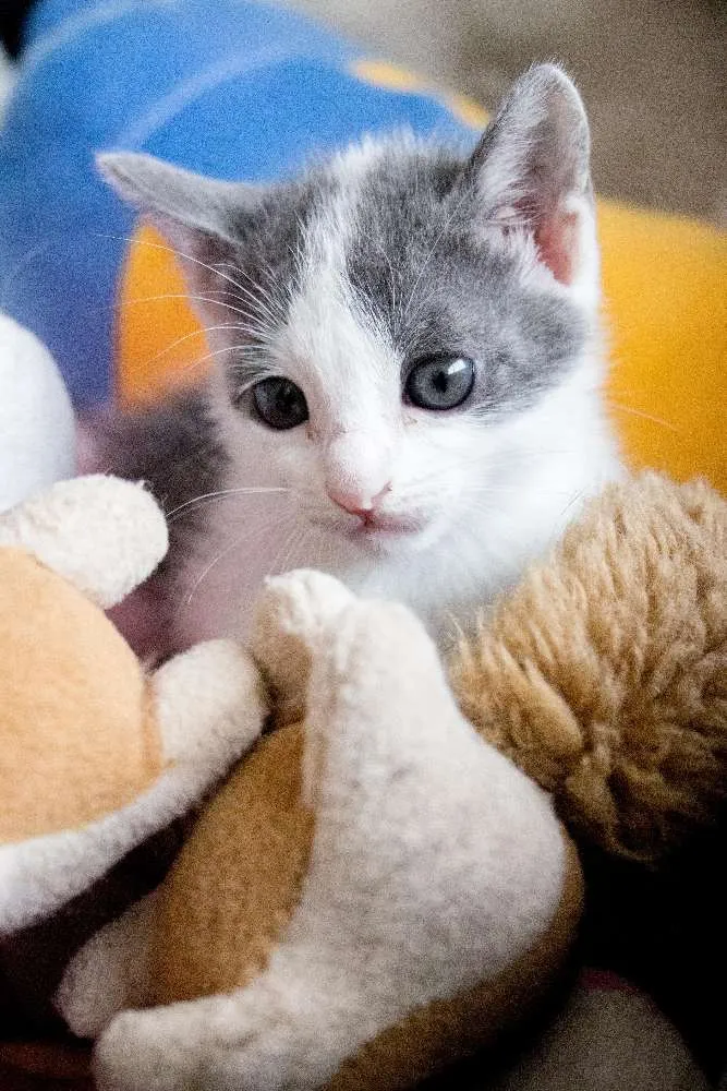 Gato ra a SRD idade Abaixo de 2 meses nome Meg