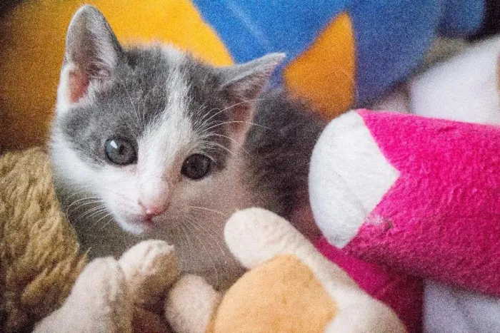 Gato ra a SRD idade Abaixo de 2 meses nome Meg