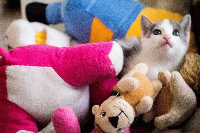 Gato ra a SRD idade Abaixo de 2 meses nome Meg