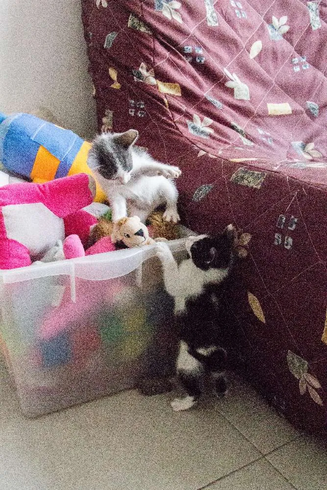 Gato ra a SRD idade Abaixo de 2 meses nome Meg
