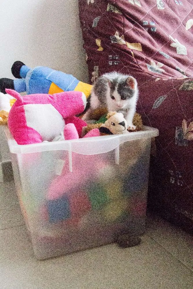 Gato ra a SRD idade Abaixo de 2 meses nome Meg
