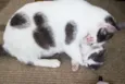 Meg