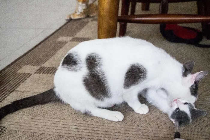 Gato ra a SRD idade Abaixo de 2 meses nome Meg