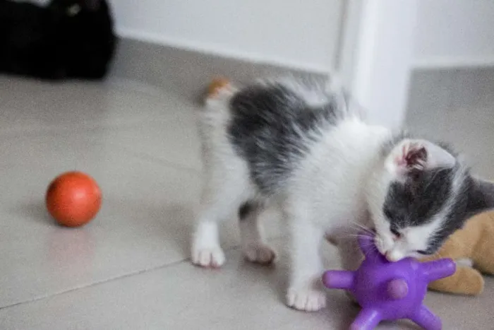 Gato ra a SRD idade Abaixo de 2 meses nome Meg