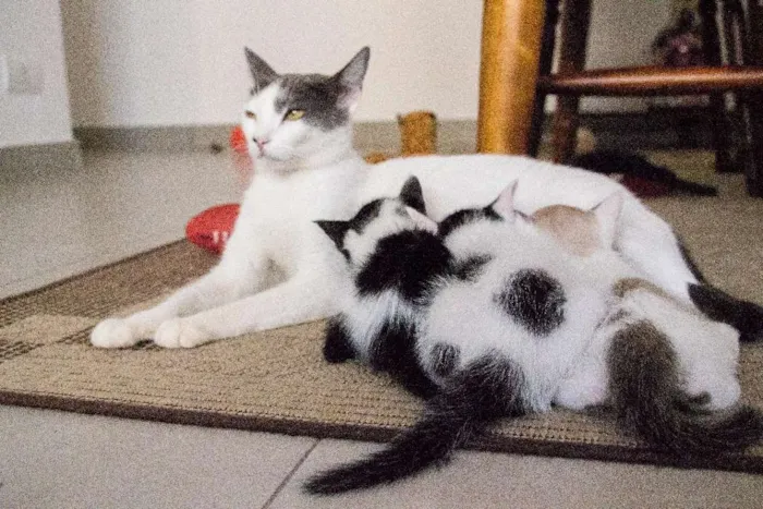Gato ra a SRD idade Abaixo de 2 meses nome Meg