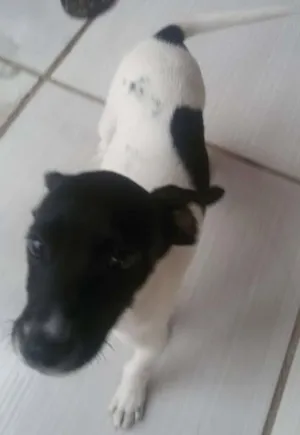 Cachorro raça ND idade Abaixo de 2 meses nome ND