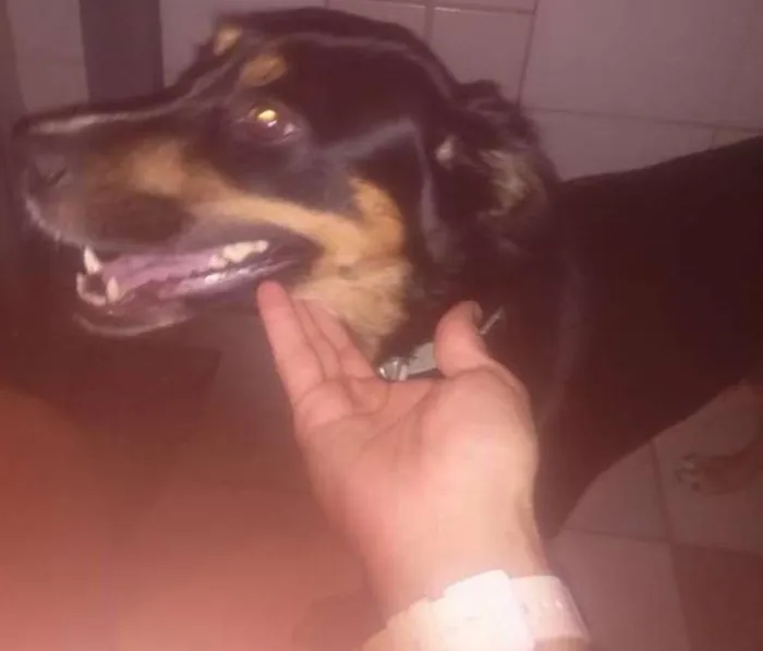 Cachorro ra a SRD idade 1 ano nome com  T na coleira