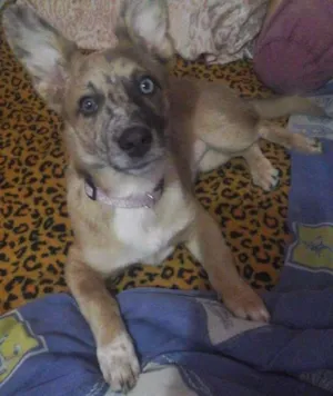 Cachorro raça Vira lata idade 7 a 11 meses nome Bela
