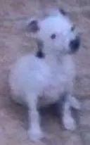 Cachorro ra a SRD idade 2 a 6 meses nome Sem nome