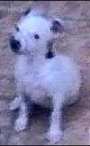 Cachorro raça SRD idade 2 a 6 meses nome Sem nome