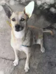 Suzi