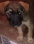 pitu