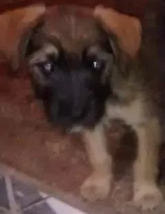 Cachorro ra a  idade 2 a 6 meses nome pitu