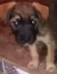 pitu
