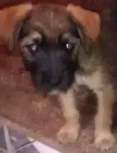 Cachorro ra a  idade 2 a 6 meses nome pitu