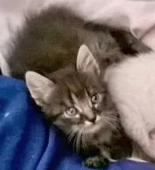 Gato raça  idade Abaixo de 2 meses nome Não tem nomes