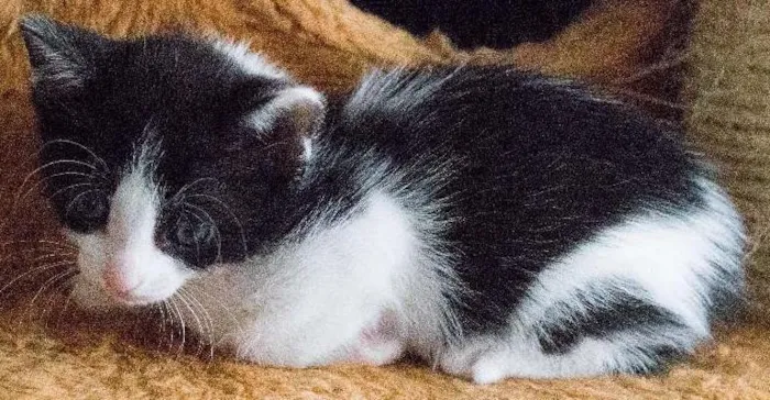 Gato ra a SRD idade Abaixo de 2 meses nome Beth