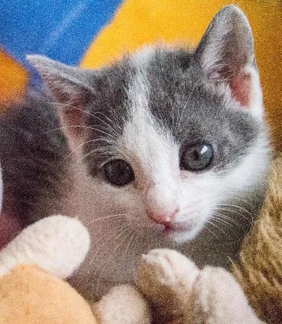 Gato ra a SRD idade Abaixo de 2 meses nome Meg