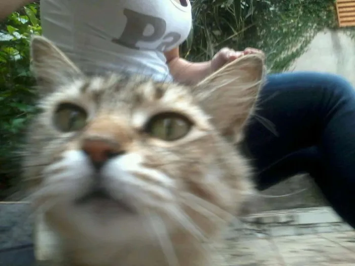 Gato ra a Srd idade 2 anos nome Cidinha