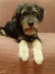 Kaiú