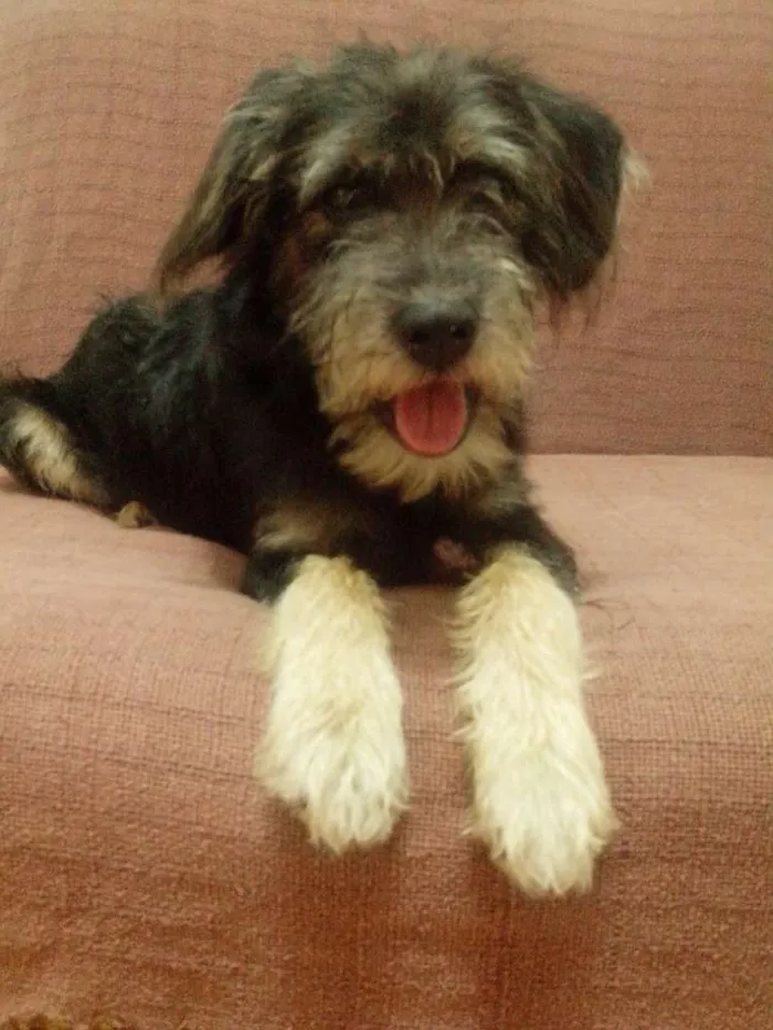 Cachorro ra a Sem raça definida (vira-lata) idade 7 a 11 meses nome Kaiú