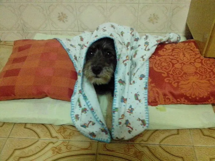 Cachorro ra a Sem raça definida (vira-lata) idade 7 a 11 meses nome Kaiú