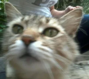 Gato raça Srd idade 2 anos nome Cidinha