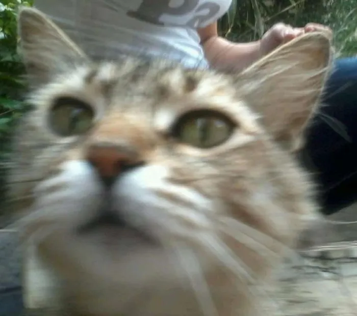 Gato ra a Srd idade 2 anos nome Cidinha