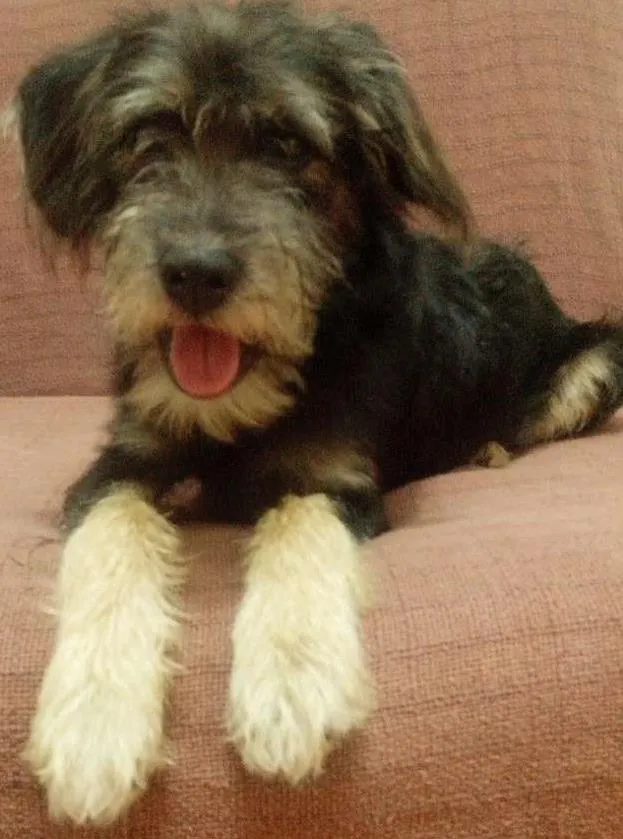 Cachorro ra a Sem raça definida (vira-lata) idade 7 a 11 meses nome Kaiú