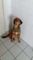 brigiti