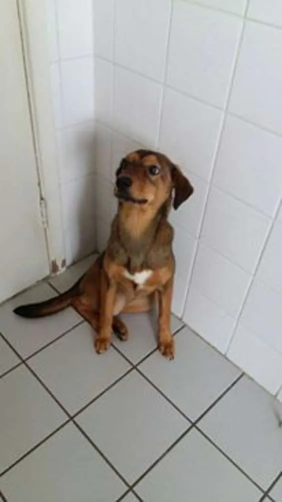 Cachorro ra a srd idade 2 a 6 meses nome brigiti