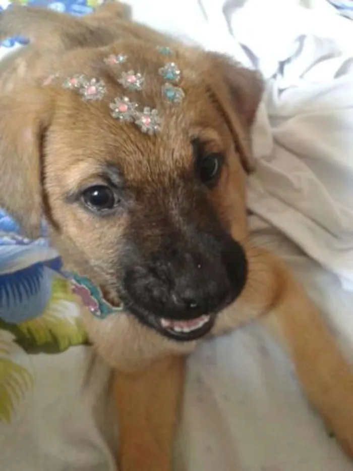 Cachorro ra a pastor alemão com Fila idade 2 a 6 meses nome Lola