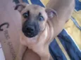 Lola