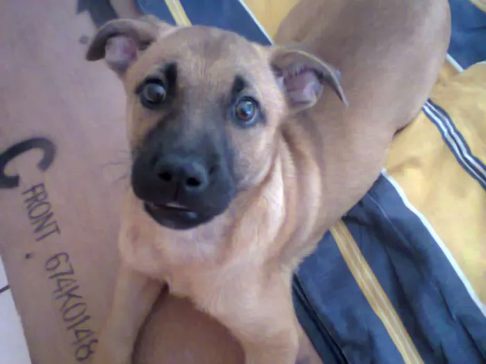 Cachorro ra a pastor alemão com Fila idade 2 a 6 meses nome Lola