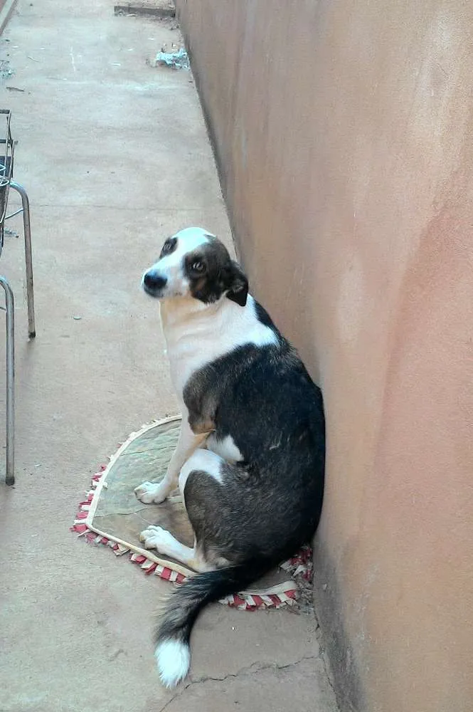 Cachorro raça Viralata idade 3 anos nome Leona