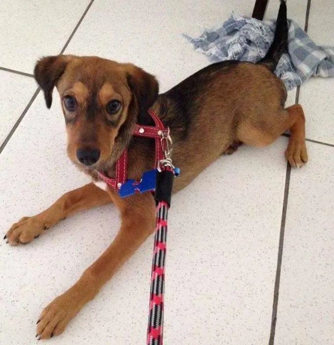 Cachorro ra a srd idade 2 a 6 meses nome brigiti