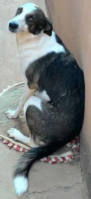 Cachorro raça Viralata idade 3 anos nome Leona
